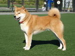 Hokkaido dog on the grass