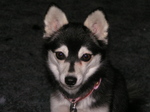 Home Alaskan Klee Kai 