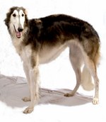 Hortaya Borzaya dog portrait 