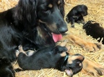 Hovawart dog and her babies
