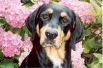 Hungarian Hound in flowers