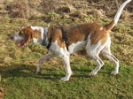 Hunting English Foxhound dog