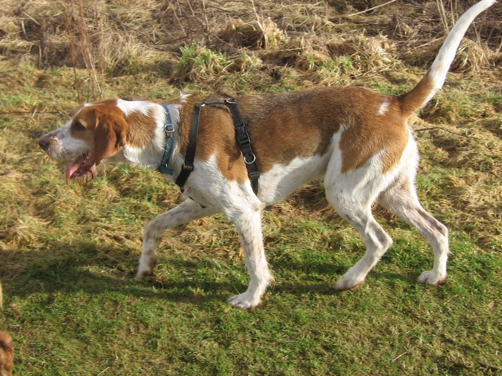 Hunting English Foxhound dog wallpaper