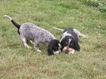 Hunting Griffon Bleu de Gascogne dogs 