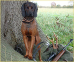 Hunting Hanover Hound dog 