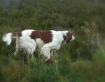 Hunting Irish Red and White Setter