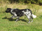 Hunting Münsterländer, Large dog