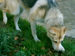 Hunting Northern Inuit Dog 