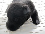 Hunting Scottish Terrier puppy