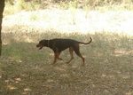 Hunting Serbian Hound dog