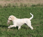 Hunting Spinone Italiano dog