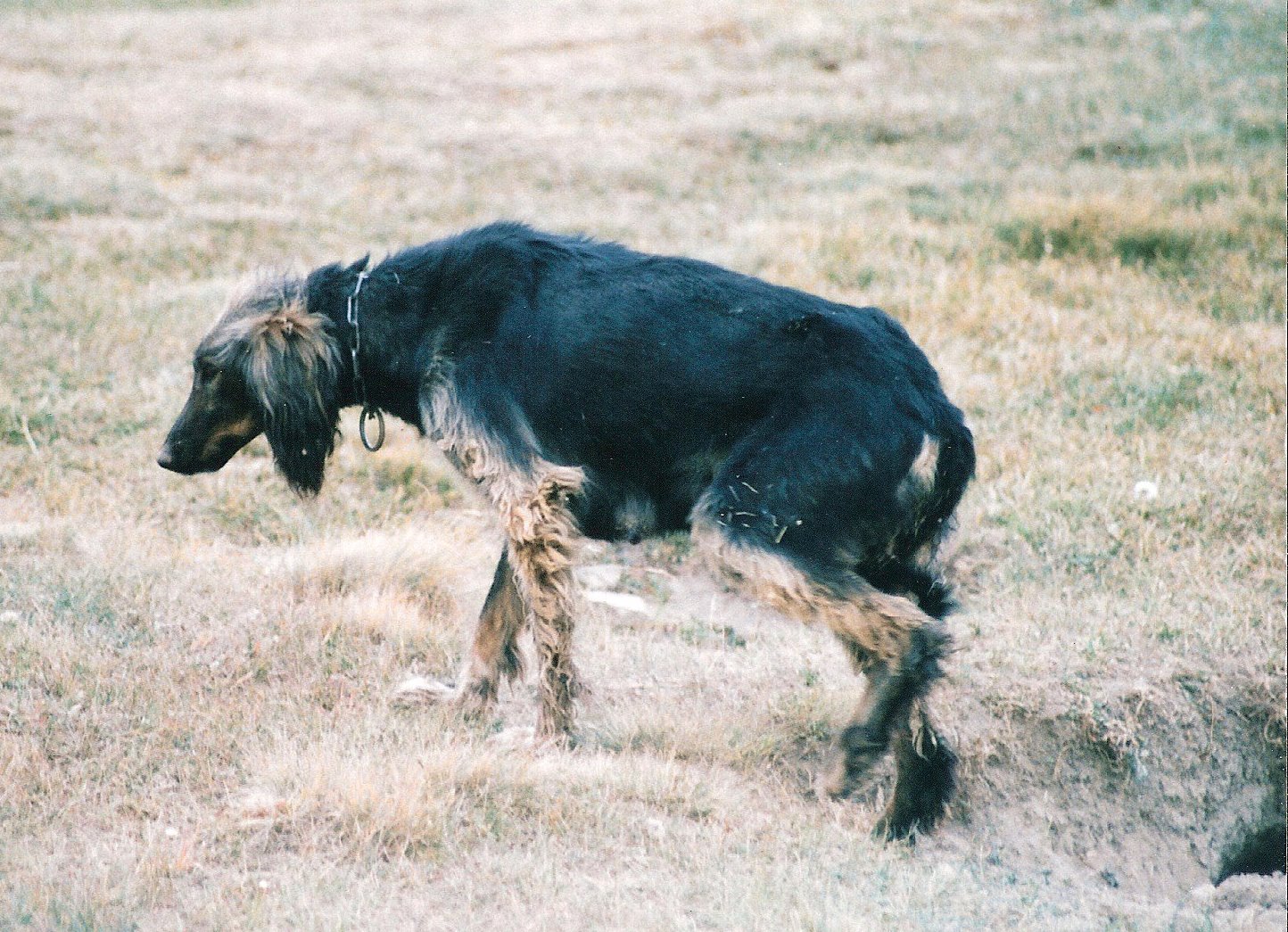 Собака Тайган охотится фото