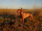 Hunting Vizsla dog