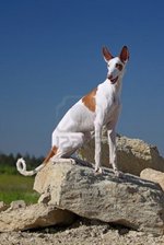 Ibizan Hound dog on the mountain