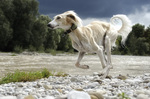 Ibizan Hound dog 