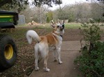 Icelandic Sheepdog dog for a walk