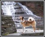 Icelandic Sheepdog dog near the water