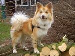 Icelandic Sheepdog dog