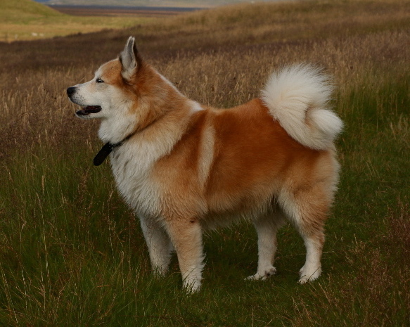 Icelandic Sheepdog wallpaper