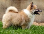 Icelandic Sheepdog puppy