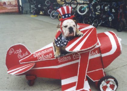 Independence Day Bulldog фото