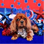 Independence Day Cavalier King Charles Spaniel