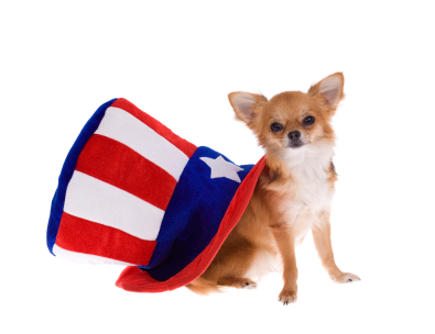 Independence Day Chihuahua and hat фото