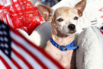 Independence Day Chihuahua