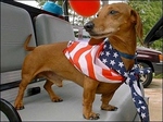 Independence Day Dachshund dog side view