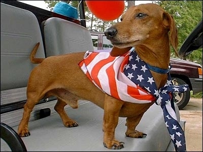Independence Day Dachshund dog side view фото