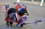 Independence Day Dachshund dog