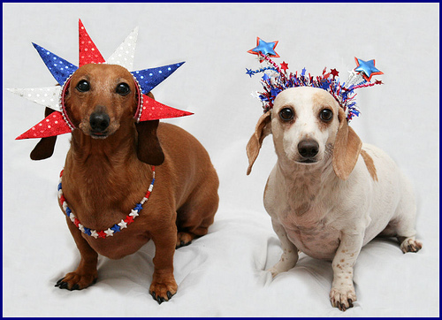 Independence Day Dachshund dogs portrait фото