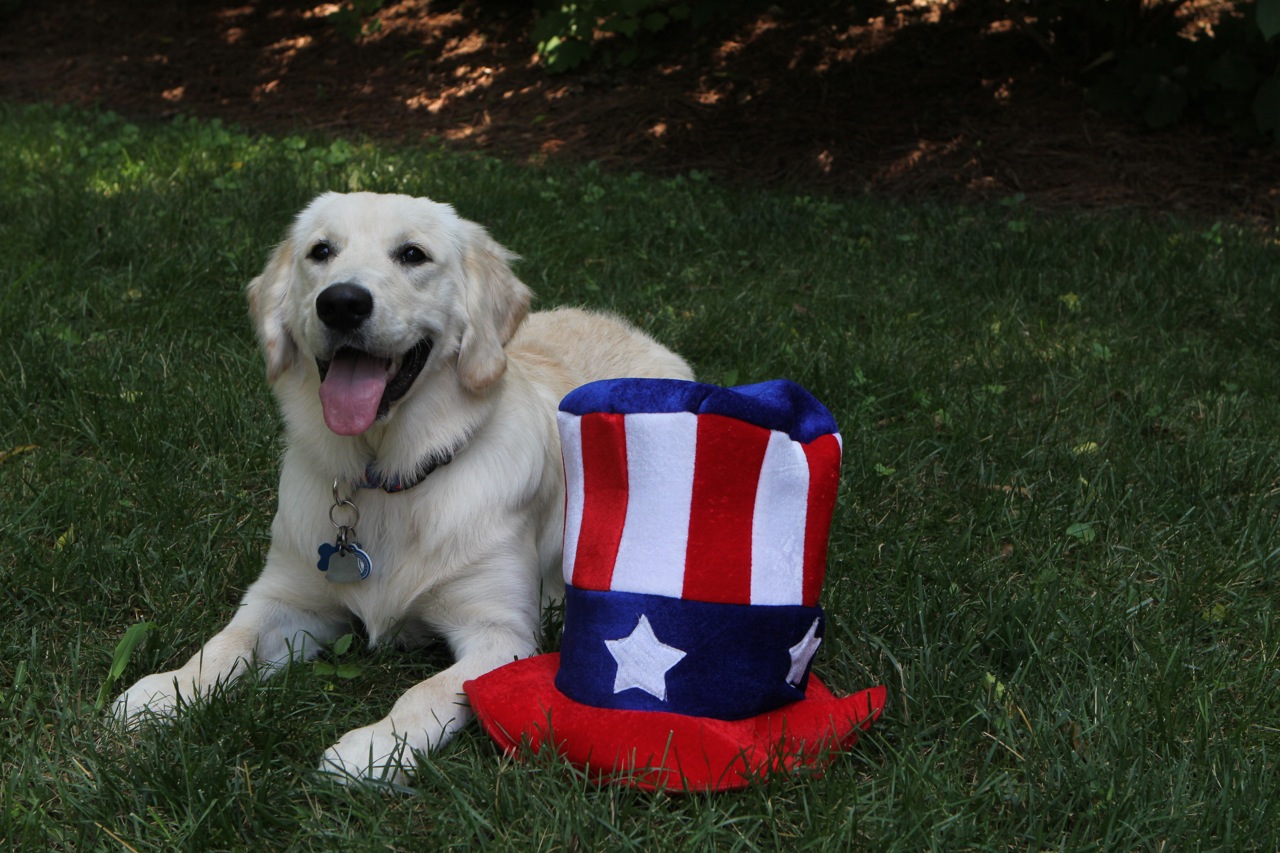 Independence Day Golden Retriever фото