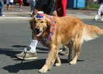 Independence Day Golden Retriever with owner