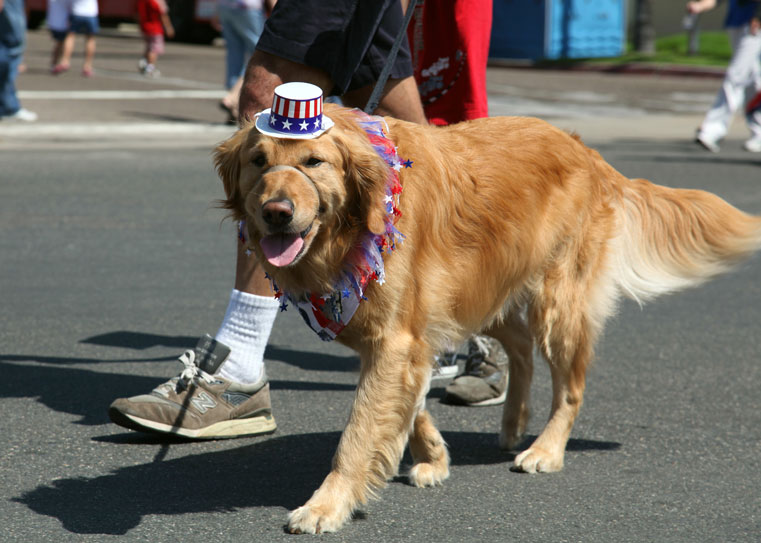 Independence Day Golden Retriever with owner фото