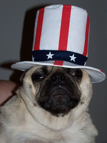 Independence Day Pug face wallpaper