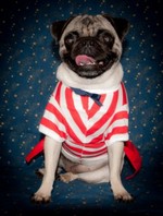 Independence Day Pug portrait