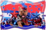 Independence Day Yorkshire Terrier portrait