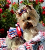 Independence Day Yorkshire Terrier