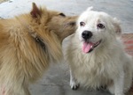 Indian Spitz dogs