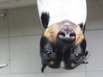 Inverted Brazilian Terrier