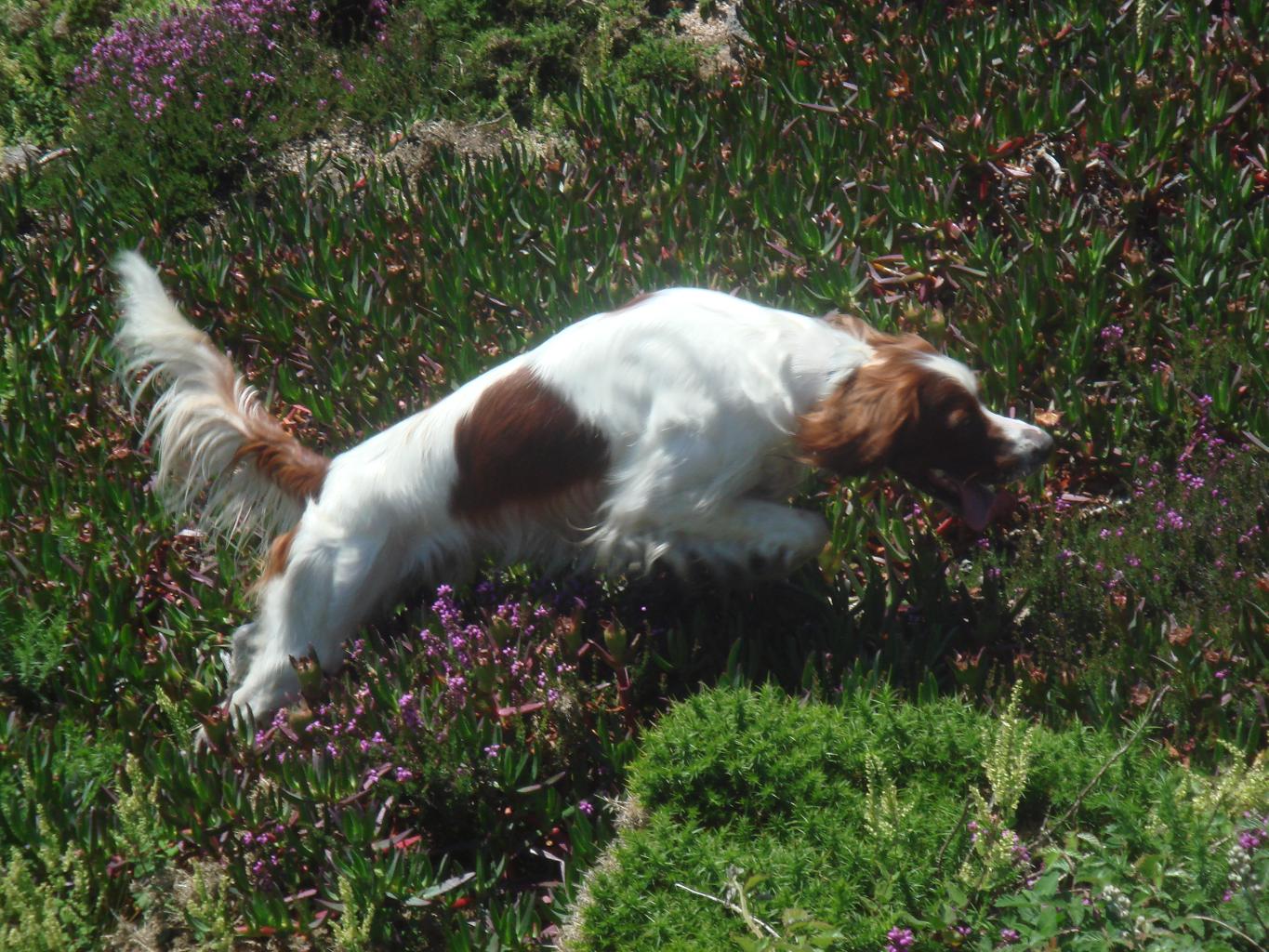 Irish Red and White Setter dog in the field wallpaper