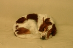 Irish Red and White Setter dog