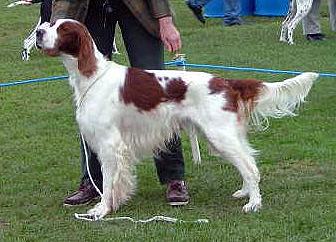 Irish Red and White Setter wallpaper