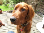 Irish Setter dog face