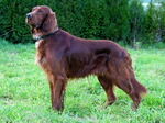 Irish Setter dog on the grass