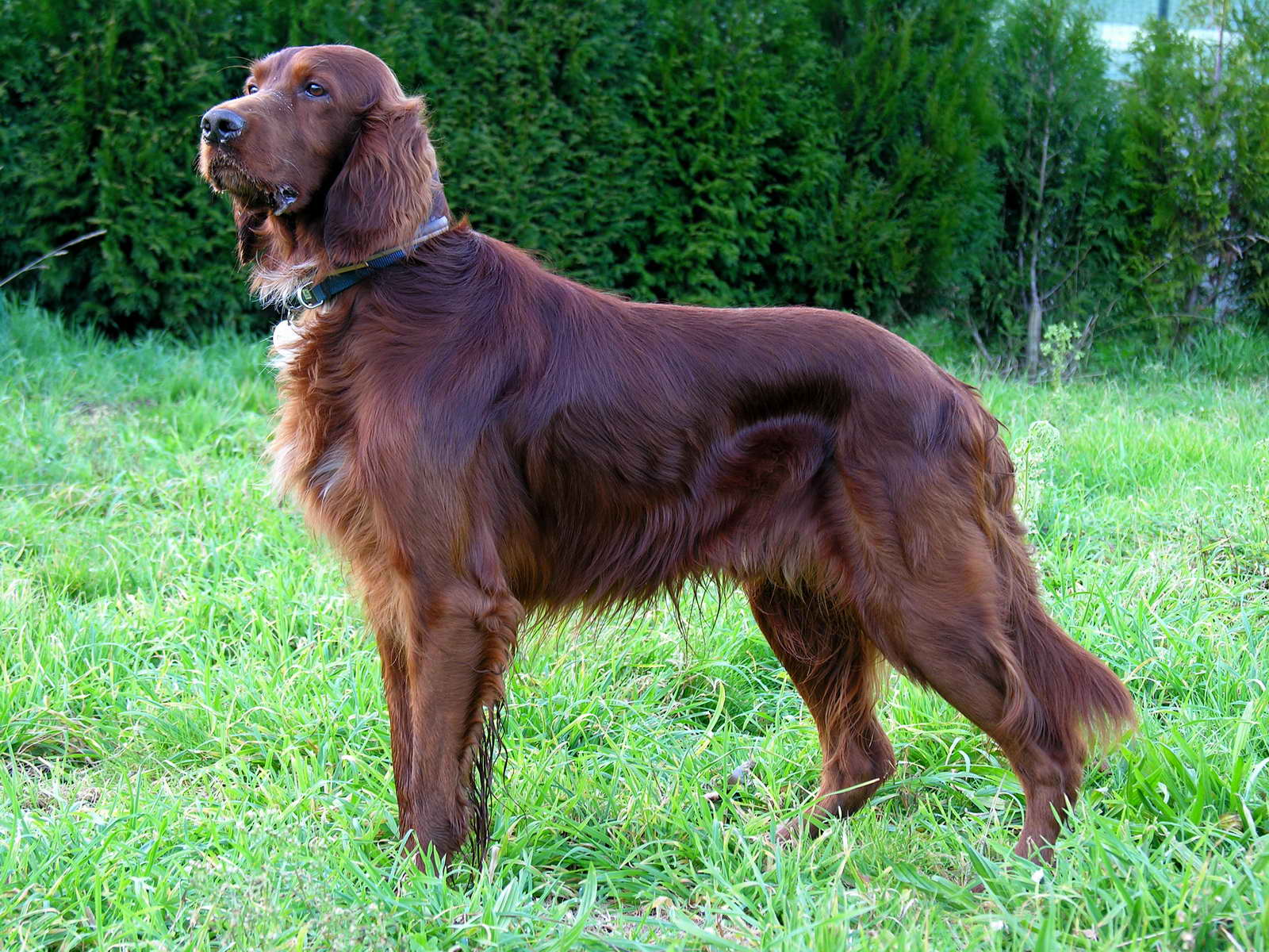 Irish Setter wallpaper