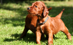 Irish Setter puppies