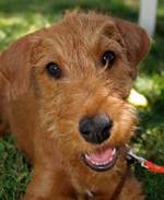 Irish Terrier Dog face