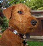 Irish Terrier Dog